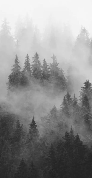 Papier peint forêt brumeuse noir et blanc