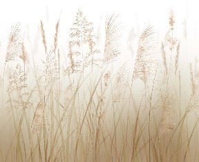 Papier peint fleur des champs de blé, XXL, tendance