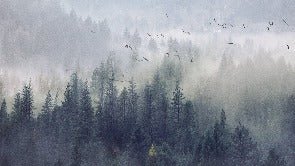 Papier peint Forêt de Chine, XXL, tendance