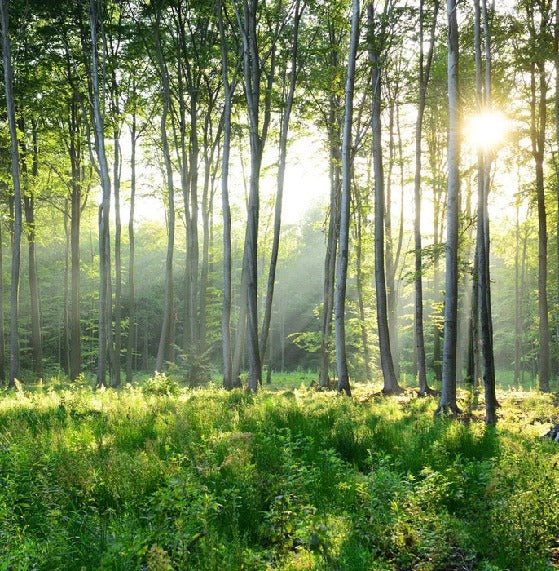 Papier peint panoramique forêt de pins, XXL, tendance
