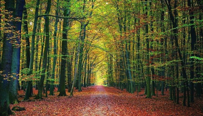Papier peint panoramique forêt du Vercors, XXL, tendance