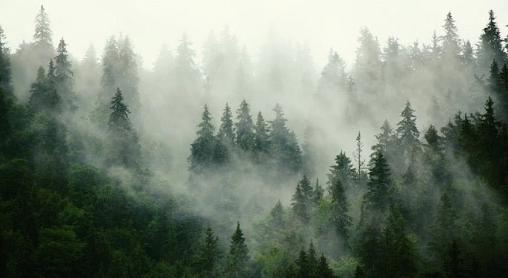 Papier peint forêt brumeuse verte