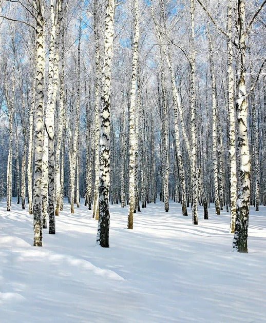 Papier peint Bouleau Wood Forêt