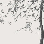 Papier peint panoramique fleur Sakura noir et blanc, XXL, tendance