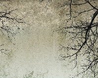 Papier peint Forêt Enchantée, XXL, tendance