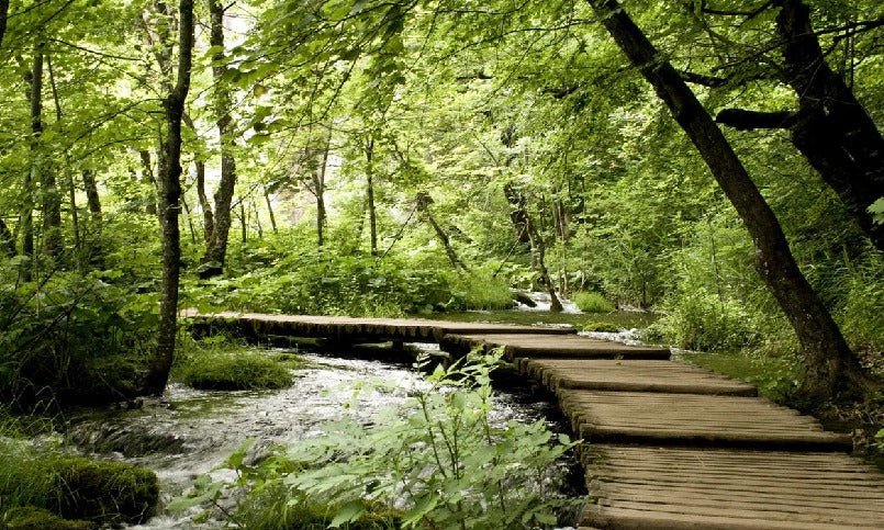 Papier peint bistrot trompe l'œil chemin forestier, XXL, tendance