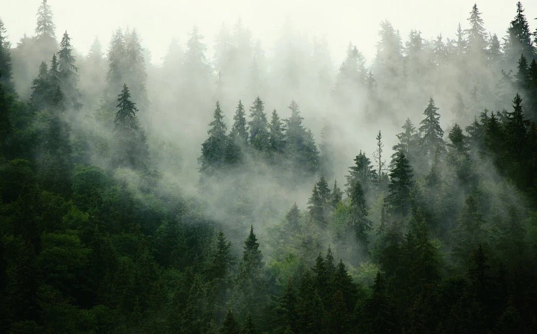 Papier peint forêt brumeuse verte