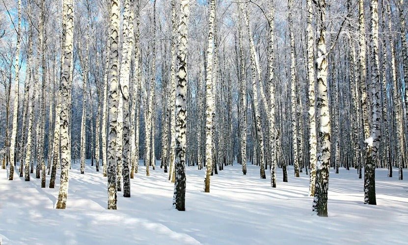 Papier peint Bouleau Wood Forêt, XXL, tendance