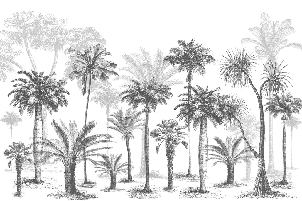 Papier peint Jungle Black & White - Muralconcept