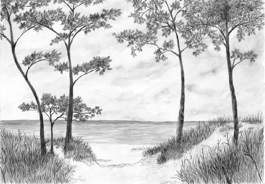 Papier peint Pins maritimes et dunes - Noir et blanc - Muralconcept