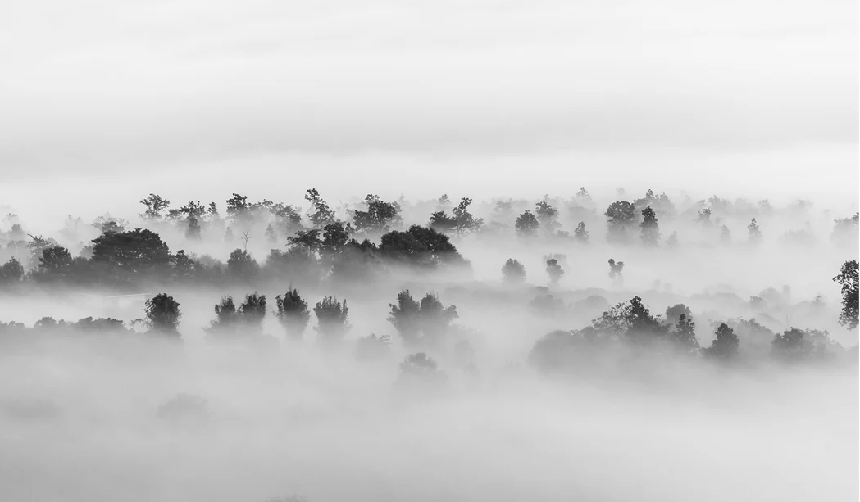 Misty wood wallpaper