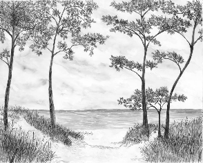 Papier peint Pins maritimes et dunes - Noir et blanc - Muralconcept