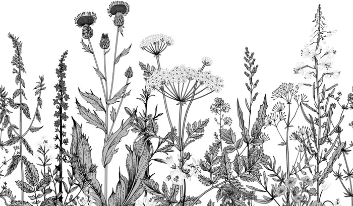 Black and white botanical folk wallpaper