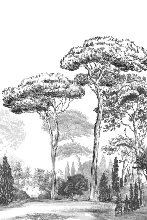 Papier peint pins élégants noirs et blancs - décor mural raffiné - Muralconcept