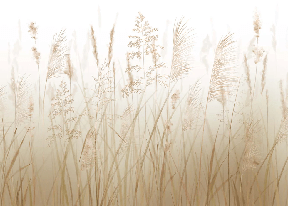 Papier peint fleur des champs de blé - Muralconcept