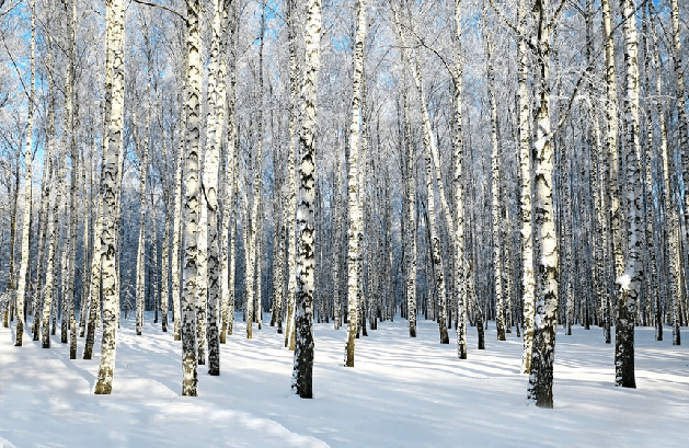 Papier peint Bouleau Wood Forêt - Muralconcept