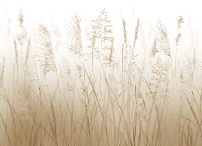 Papier peint fleur des champs de blé - Muralconcept