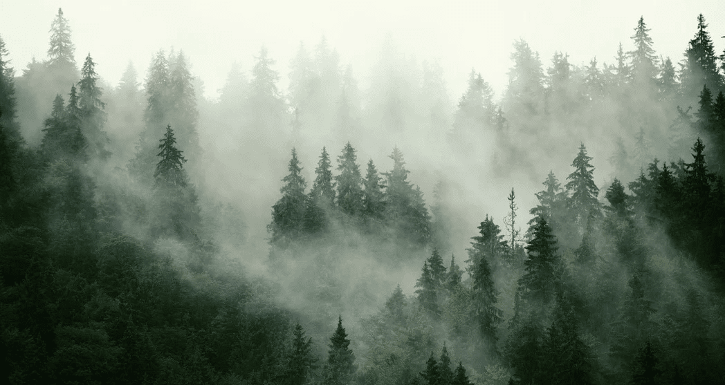 Papier peint forêt brumeuse verte - Muralconcept