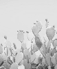 Papier peint cactus pop - Muralconcept