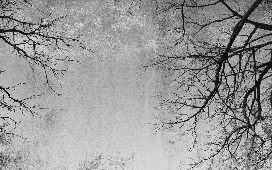 Enchanted Forest Tapete