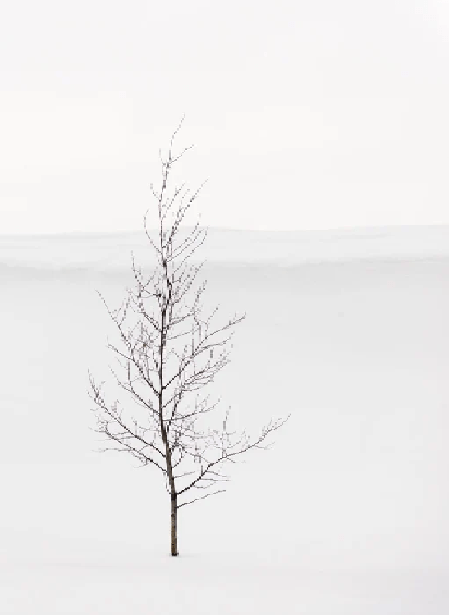 Papier peint pureté arbre - Muralconcept