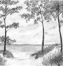 Papier peint Pins maritimes et dunes - Noir et blanc - Muralconcept