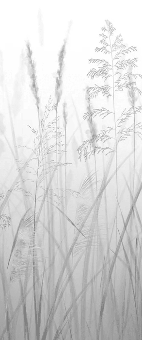 Papier peint fleur des champs de blé - Muralconcept