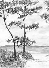 Papier peint Pins maritimes et dunes - Noir et blanc - Muralconcept