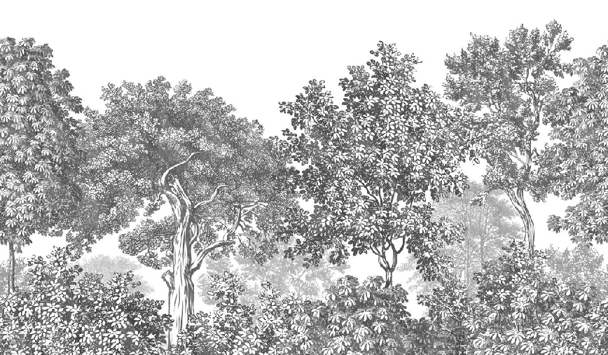 Landscape wallpaper forest engraving black and white
