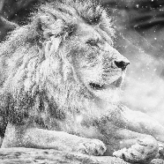 Papier peint jungle the King lion, XXL, tendance