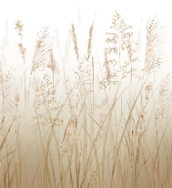 Papier peint fleur des champs de blé - Muralconcept
