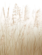 Papier peint fleur des champs de blé, XXL, tendance