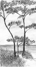 Papier peint Pins maritimes et dunes - Noir et blanc - Muralconcept
