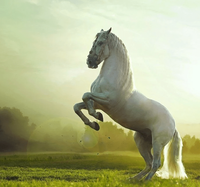 Papier peint panoramique cheval princier - Muralconcept