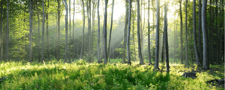 Papier peint panoramique forêt de pins, XXL, tendance