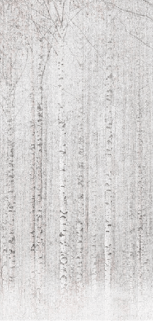 Papier peint forêt de bouleaux enveloppante - Muralconcept