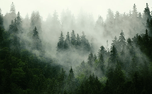 Green misty forest wallpaper