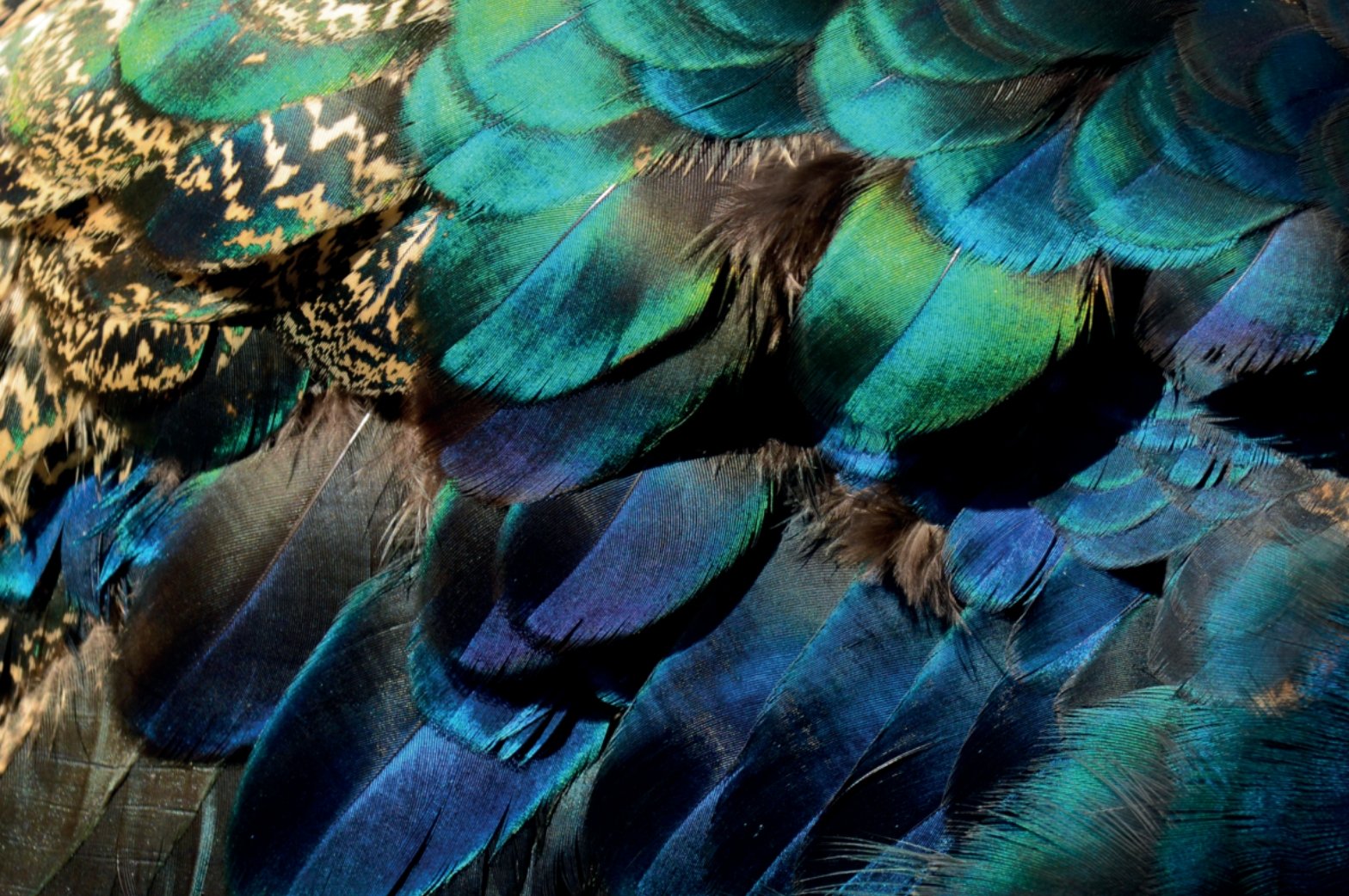 Papier peint Plume de Paon