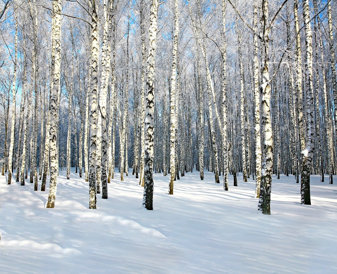 Papier peint salle de bain Bouleau Wood Forêt, mural concept, tendance